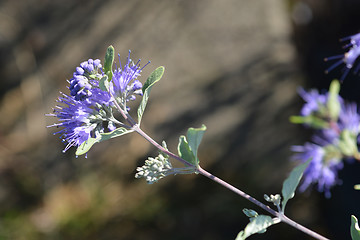 Image showing Bluebeard Heavenly Blue