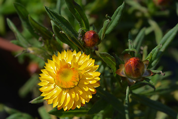 Image showing Yellow strawflower