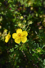 Image showing Shrubby Cinquefoil Sommerflor