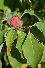 Image showing Kousa dogwood Madame Butterfly