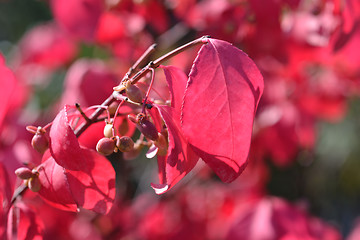 Image showing Burning bush