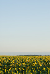 Image showing Sunflower Field