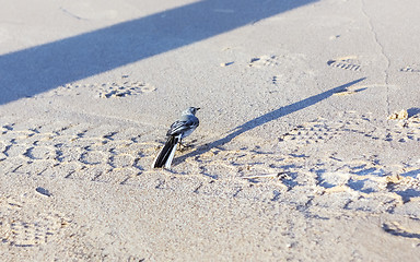 Image showing Small Gray Wagtail On The Sandy Shore