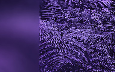 Image showing Ultra Violet Fern Leaves Closeup With Copy Space