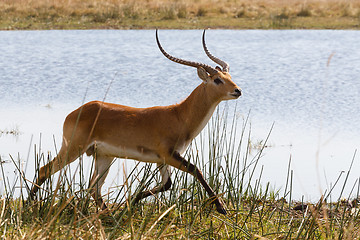 Image showing southern lechwe in Okavango, Botswana, Africa