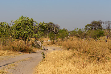 Image showing Moremi game reserve, Okavango delta, Africa Botswana