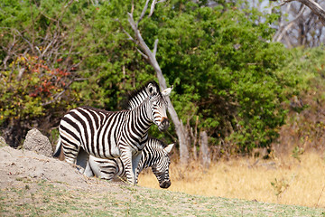Image showing Zebra in african bush, Okavango, Botsvana Africa