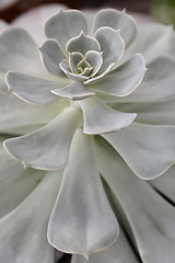 Image showing Echeveria Pollux