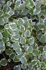 Image showing Swedish ivy