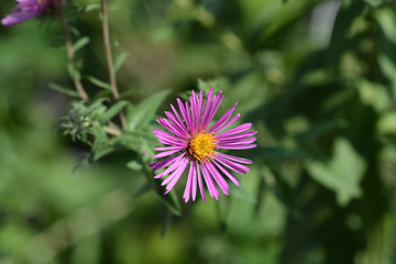 Image showing New England aster Red Star