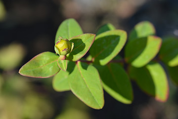 Image showing Tutsan