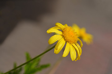 Image showing Marguerite Jamaica Primrose