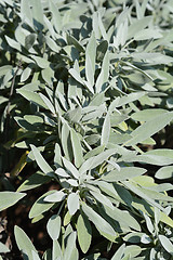 Image showing Common sage