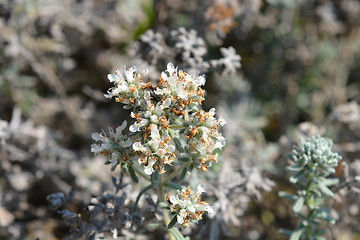 Image showing Felty germander