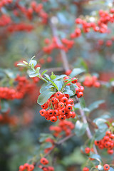 Image showing Narrowleaf firethorn