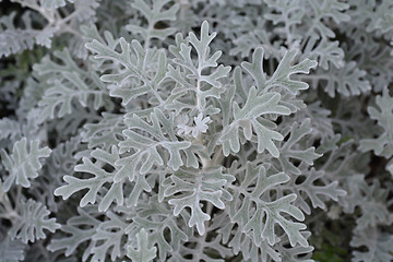 Image showing Silver ragwort