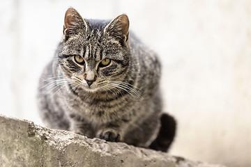 Image showing Tabby tomcat