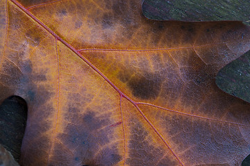 Image showing Closeup of oak leaf