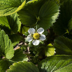 Image showing Strawberry flower