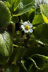 Image showing Strawberry flower