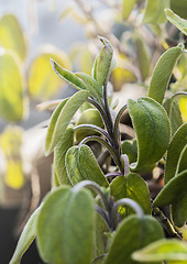 Image showing Salvia (sage) plant in spring