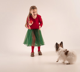 Image showing Studio portrait of a small yawning puppy Papillon