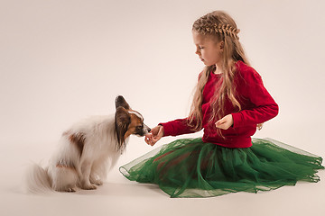 Image showing Studio portrait of a small yawning puppy Papillon