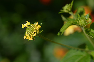 Image showing Shrub verbena flower