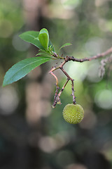 Image showing Strawberry tree