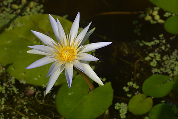 Image showing Blue Egyptian lotus