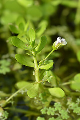 Image showing Water hyssop