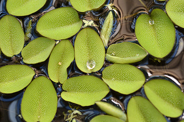 Image showing Giant salvinia