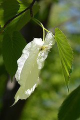 Image showing Handkerchief tree