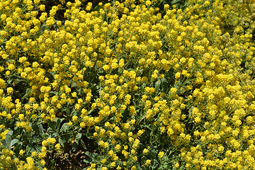 Image showing Basket-of-Gold Alyssum