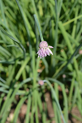 Image showing Chives flower