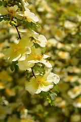 Image showing Golden rose of China