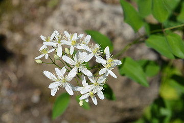 Image showing Erect clematis