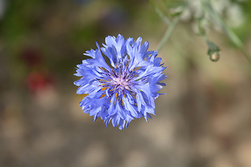 Image showing Cornflower