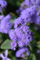 Image showing Blue flossflower