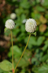 Image showing White globe amaranth