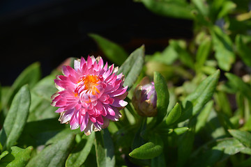 Image showing Pink strawflower