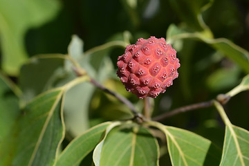 Image showing Kousa dogwood Madame Butterfly