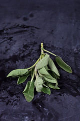 Image showing Fresh green sage branch.