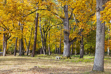 Image showing Yellow Autumn Forest