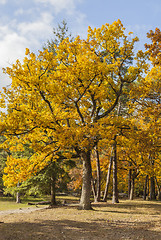 Image showing Yellow Autumn Forest