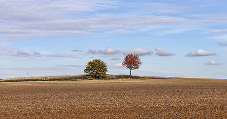 Image showing Autumn Plain Landscape