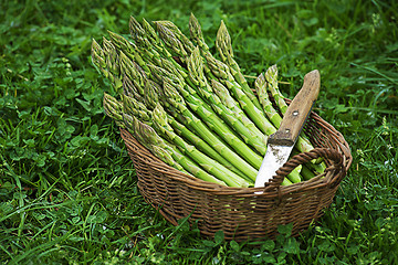 Image showing Asparagus