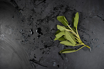 Image showing Fresh green sage branch and water on black background. 