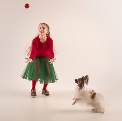 Image showing Studio portrait of a small yawning puppy Papillon