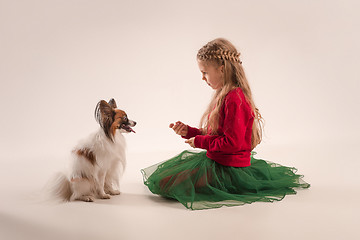 Image showing Studio portrait of a small yawning puppy Papillon